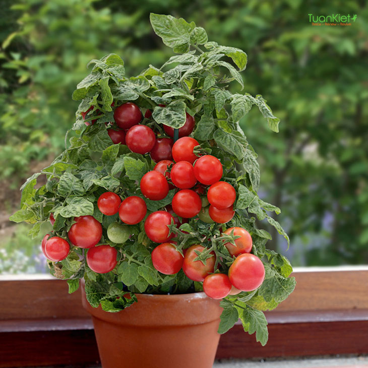 Cà chua lùn thường mọc theo dạng bụi. 