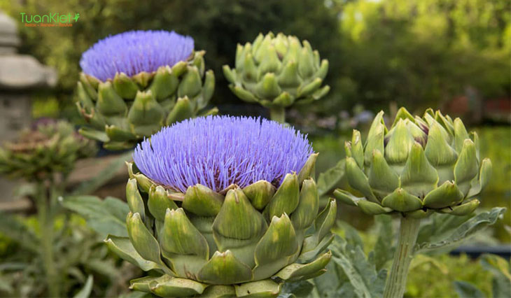 Hoa Atiso với những công dụng hoàn toàn khác với loại hoa truyền thống