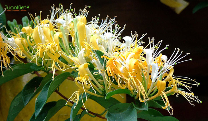 Hoa của cây kim ngân có màu trắng, sau một thời gian chuyển sang vàng