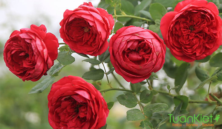 Hoa hồng Pas De Deux đến từ xứ sở phù tang