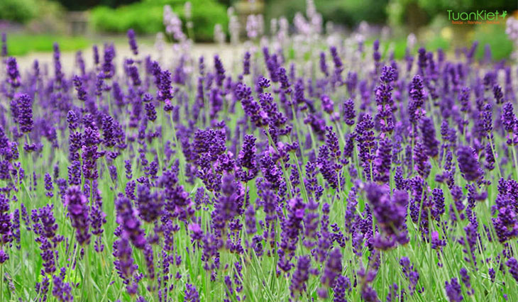 Hoa Spike Lavender khi chiết xuất sẽ cho lượng sản phẩm rất nhiều. 