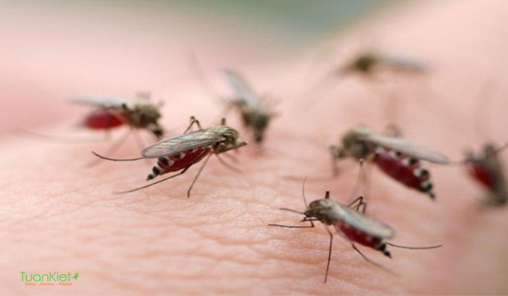 Nguyên nhân chính gây ra bệnh sốt xuất huyết là do bị muỗi mang virus gây bệnh đốt