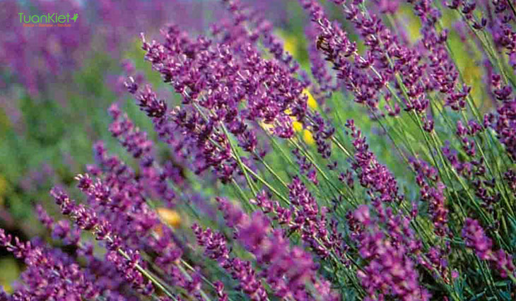 True Lavender là loại hoa có hương thơm nhẹ nhàng dễ chịu. 