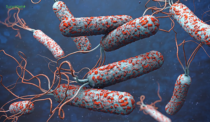 Vi khuẩn cholerae gây nên bệnh tả